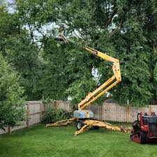 How Our Tree Care Process Works  in  Hopwood, PA