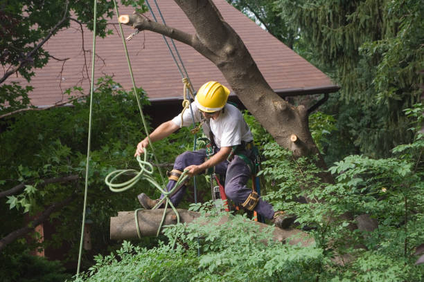 Lawn Pest Prevention in Hopwood, PA